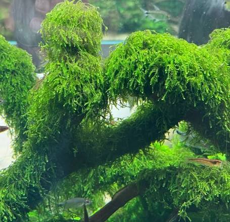 Weeping Moss
